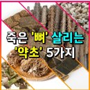 죽은 뼈 살리는 약초 5가지 이미지