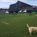 개들의왕국 이미지