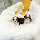 유앤미펫 강아지분양 고양이분양 일산점 이미지