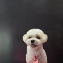 루이스독 이미지