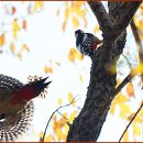 딱따구리 이미지