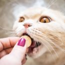 수목원동물병원 이미지