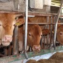 청산한우농장 이미지