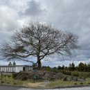 소락스위스 이미지