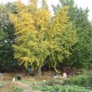 은행농장 이미지