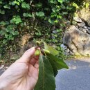 아침휴플러스 이미지