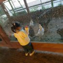 계룡목장 이미지