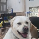 안다펫살롱 이미지