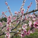 복사꽃마을 이미지