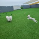 모글리몽 이미지