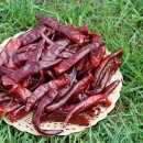 솔숲농원 이미지