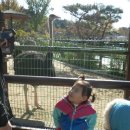 11월 2일)) 붉은 단풍들이 손짓하는 인천소동물원♡1 이미지