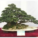 분재전시회 이미지