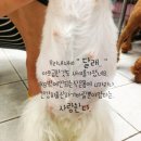 미니 & 바니 애견샵 이미지