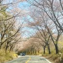 엘피스팜(주) | 추천! 부모님 모시고 가도 좋아요~~~ 식당, 카페 추천! 갈밭식당, 어썸 80 더 대청 (내돈내산, 찐 후기)