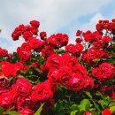 장미공원 주차장 이미지