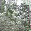 Skunk Cabbage Boardwalk, Mount Revelstoke National Park 이미지