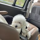 추억만 남개 이미지