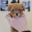 강릉애견분양 네이버블로그