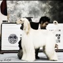 퍼피프린스 이미지