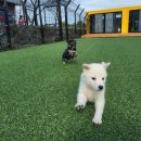 포포동물병원 이미지