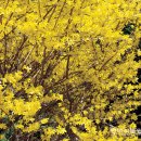 개나리 | Forsythia koreana (Rehder) Nakai 이미지