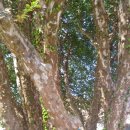 상록수농장 이미지