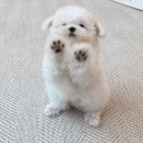 장풍 이미지