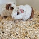 펫엔글라이더 이미지