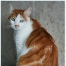 고양이 자리 이미지