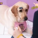 펫을 부탁해 이미지