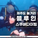 블루인 | 제주도 스쿠버다이빙 체험 가격과 내돈내산 후기 블루인 다이브