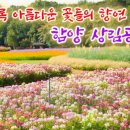 꽃들의 향연 이미지