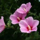 무궁화펜션 이미지