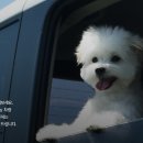 동물택시 이미지
