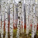 자작나무마을 이미지