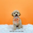 멍뭉이발소 이미지