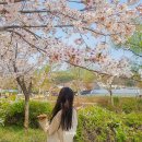 경희농원 | 경기도 수원 벚꽃 명소 | 경희대학교, 광교산, 형제농원