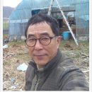 임실참울금 진성농장 이미지