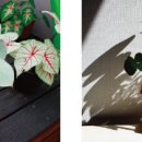 초록초록 가드닝 이미지