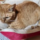 전원향기펜션 이미지