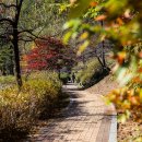 솔향수목원(솔숲광장) 티스토리