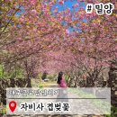 자비사 - 1152 | 대구근교당일치기여행 경남 밀양 자비사 겹벚꽃 꽃구경