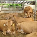 선경축산 이미지