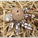 청암담배 이미지