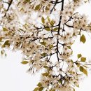 평촌중앙공원 이미지