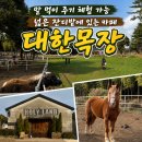 보리목장 | 서귀포 가볼만한곳 대한목장｜말 구경하고 보리개역 마신 홀리랜드 카페 후기, 넓은 잔디밭 있고 말...