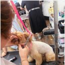 희망애견미용실 이미지