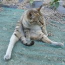 꼬꼬마을 이미지