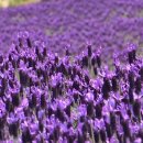 퍼플여행 이미지